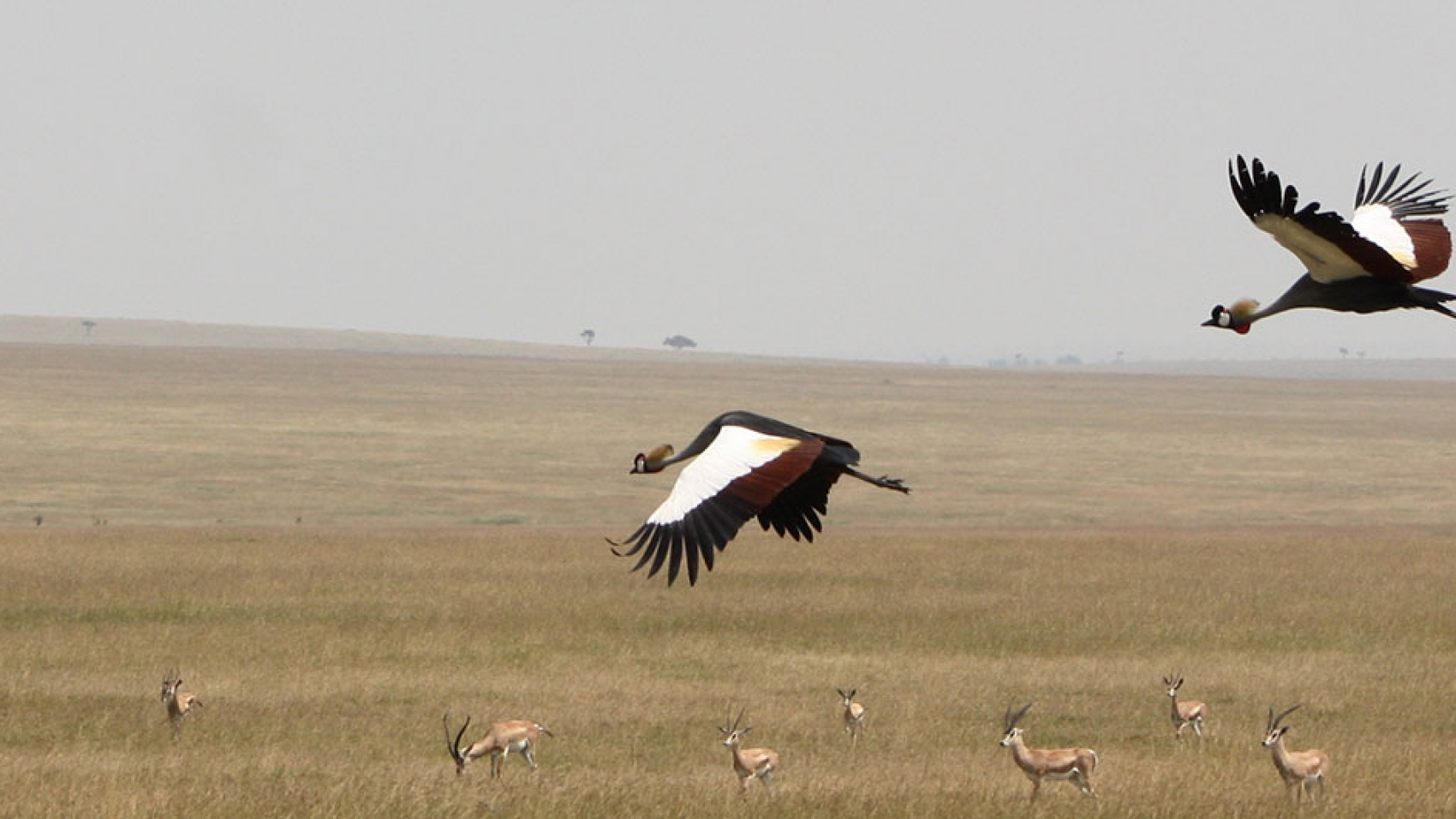 crested-crane-in-flight-best
